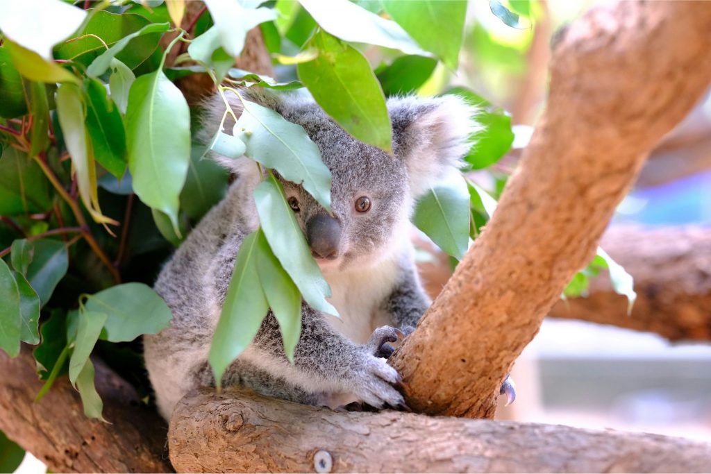 Koala