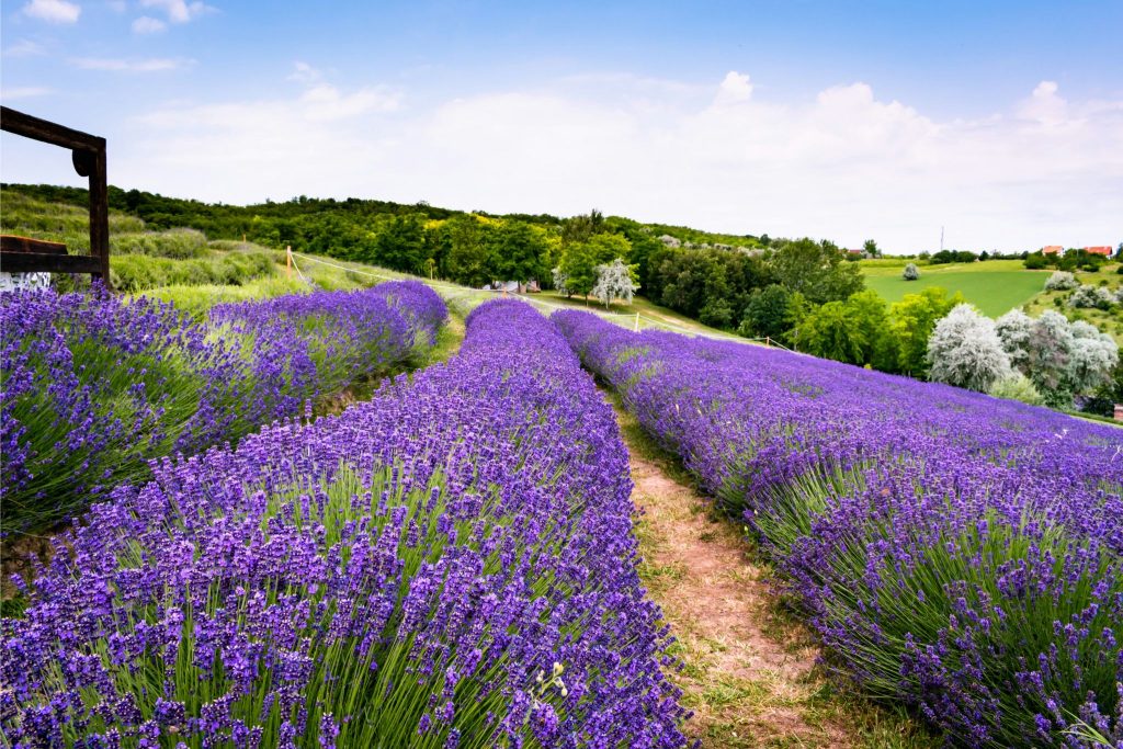 Lavanda