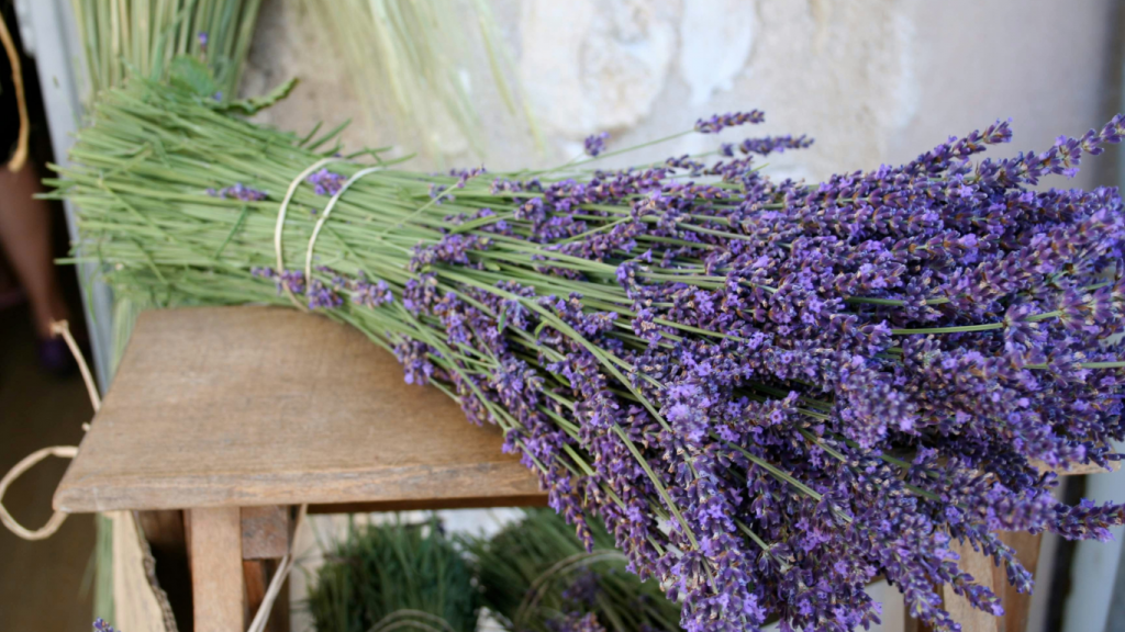 Lavanda