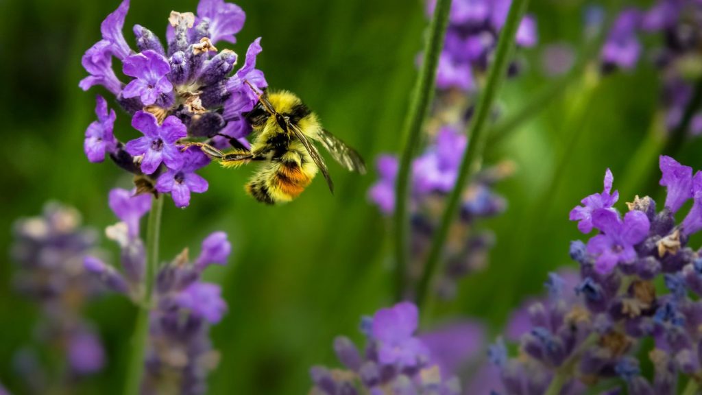 Lavanda i pcela