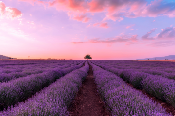 Lavanda